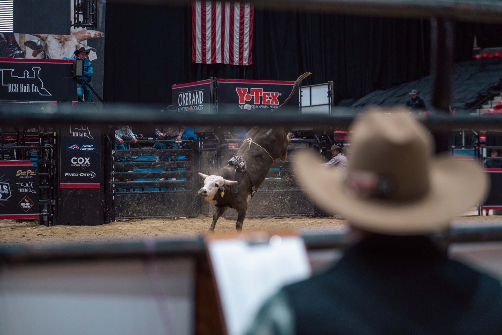 Bull